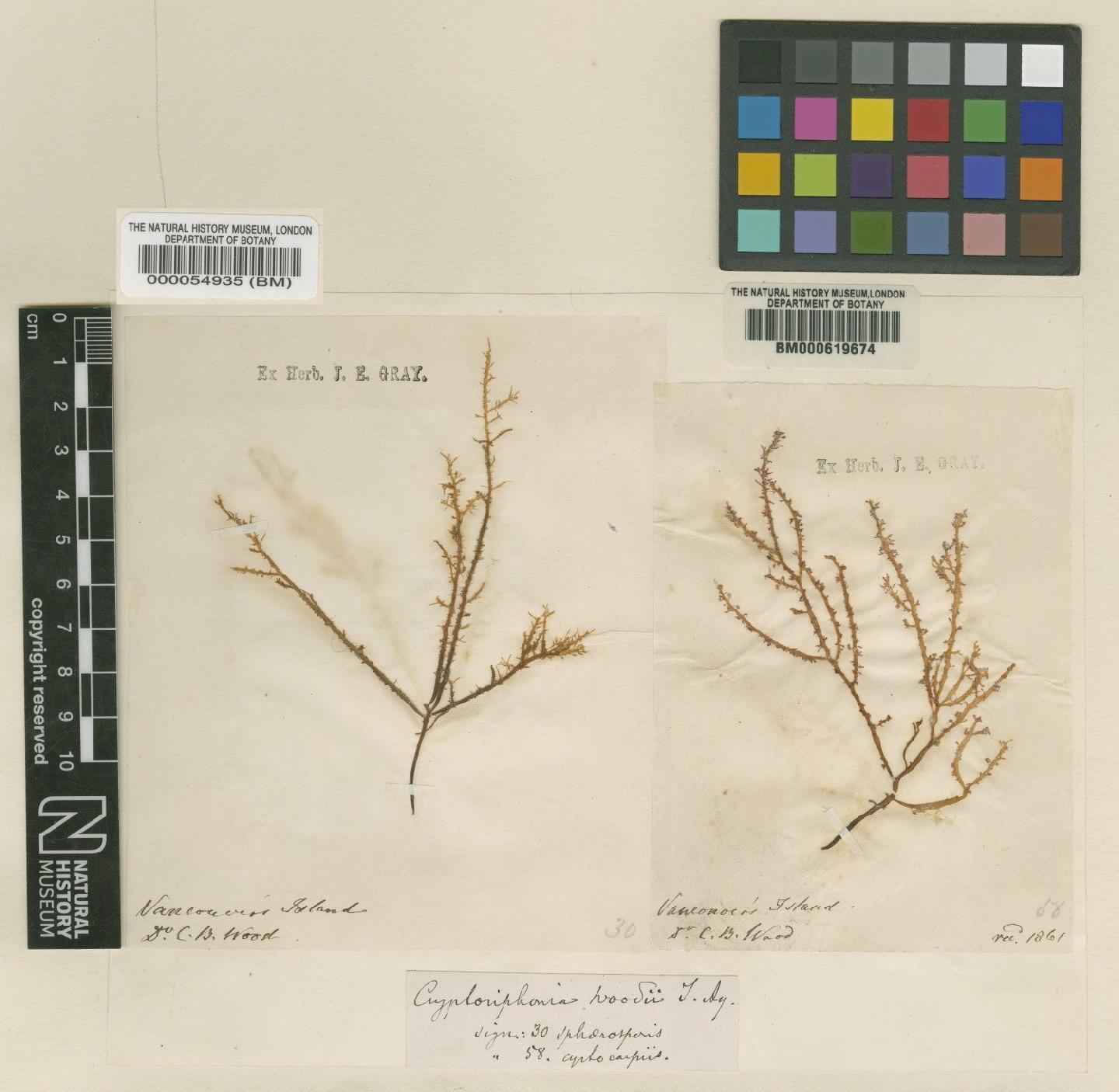 To NHMUK collection (Cryptosiphonia woodii Agardh; TYPE; NHMUK:ecatalogue:4791723)