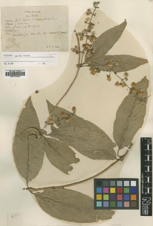 Paederia pallida Craib - BM000945691