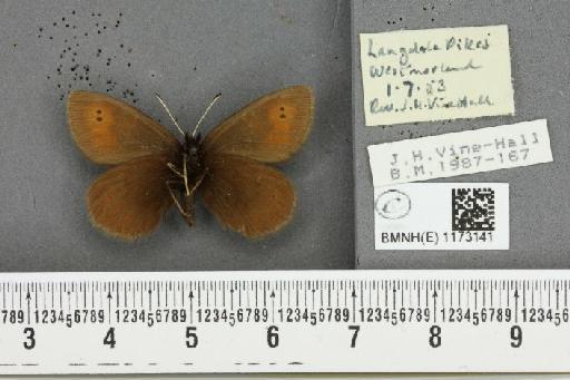 Erebia epiphron mnemon (Haworth, 1812) - BMNHE_1173141_28737