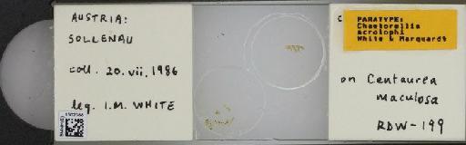 Chaetorellia acrolophi White & Marquardt, 1987 - BMNHE_1502388_57682