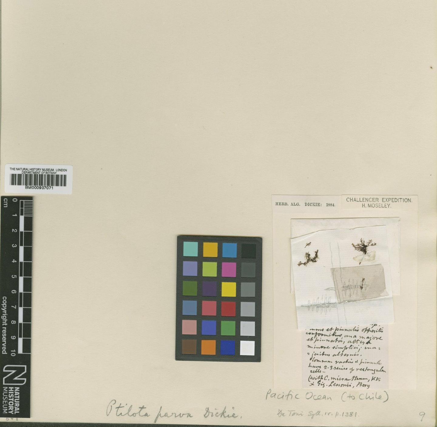 To NHMUK collection (Ptilota parva Dickie; TYPE; NHMUK:ecatalogue:466206)