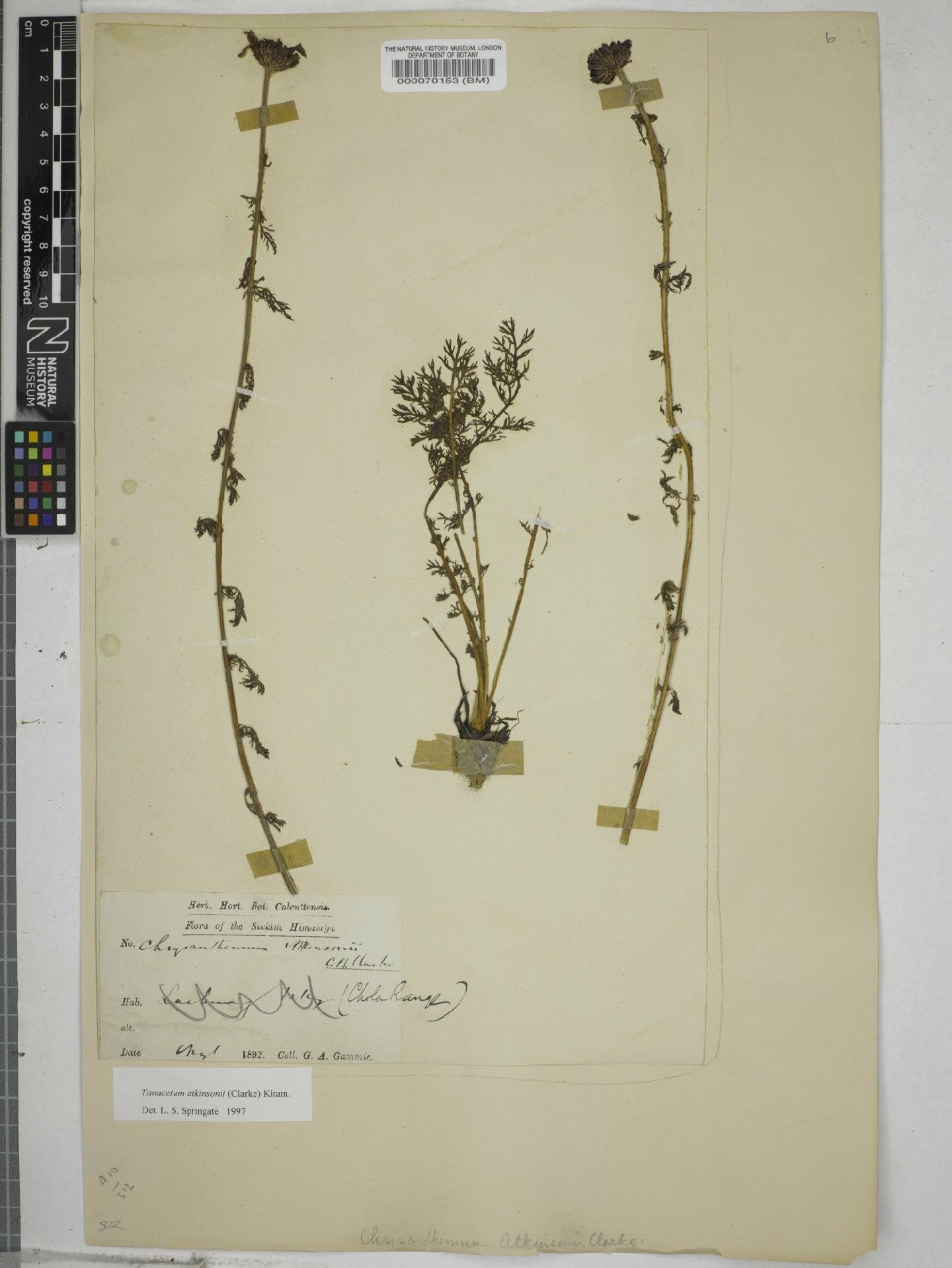 To NHMUK collection (Tanacetum atkinsonii (C.B.Clarke) Kitam.; NHMUK:ecatalogue:9149693)