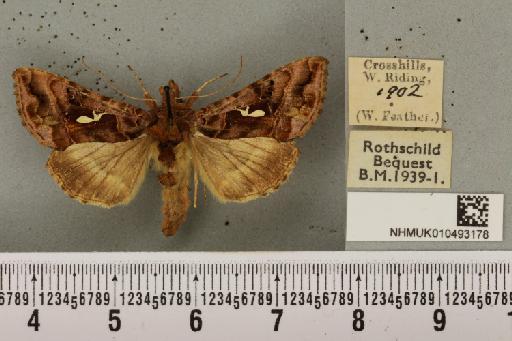 Autographa pulchrina ab. percontatrix Aurivillius, 1888 - NHMUK_010493178_548817