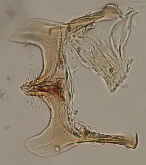 Simulium (Trichodagmia) solarii species group Tarsatum Stone, 1948 - 010195842_S_solari_Paratype_male_ventral plate