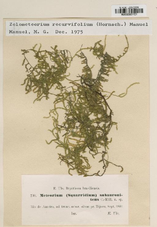 Zelometeorium recurvifolium (Hornsch. in Mart.) Manuel - BM000961151