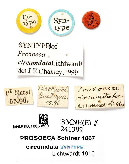 Prosoeca circumdata Lichtwardt, 1910 - NHMUK 010633500 ST Prosoeca circumdata - labels