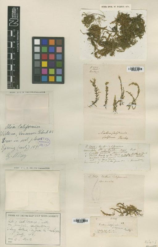 Alsia californica (Hook. & Arn.) Sull. - BM000986746_a