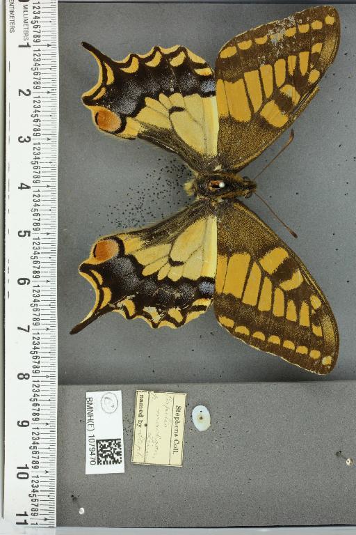 Papilio machaon britannicus Seitz, 1907 - BMNHE_1079470_64856