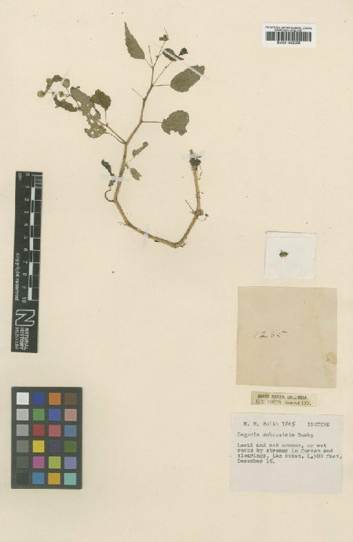 Begonia subcostata Rusby - BM001008552