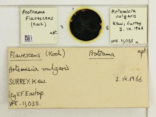 Protrama flavescens Koch, 1856 - 015320111_112958_1095793_835815_NoStatus