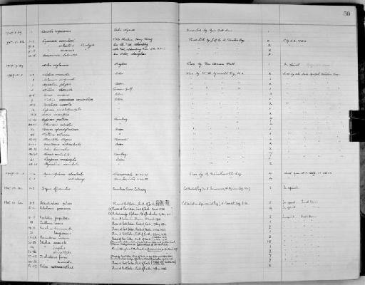 Natica taeniata Menke, 1830 - Zoology Accessions Register: Mollusca: 1938 - 1955: page 50