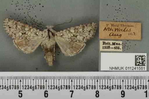 Antitype chi (Linnaeus, 1758) - NHMUK_011241561_642658