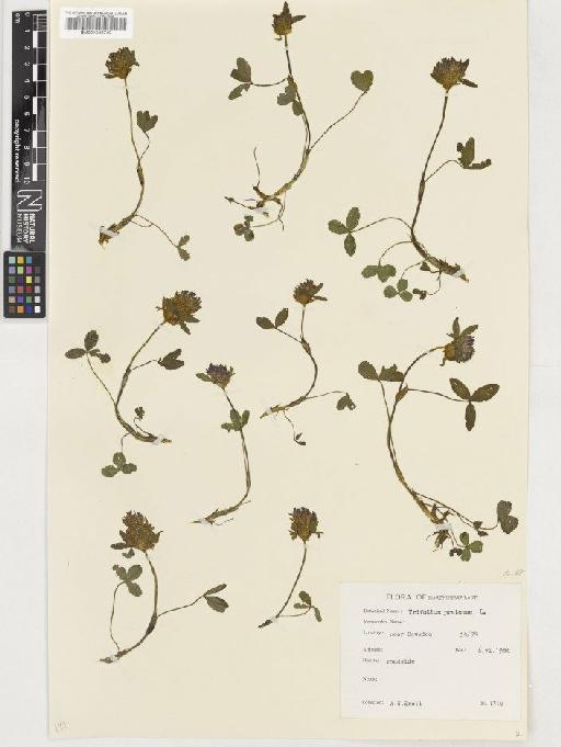 Trifolium pratense L. - BM001036740