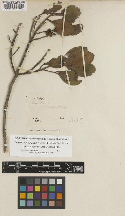 Ternstroemia obovalis var. lindenii Krug & Urb. - BM000041837