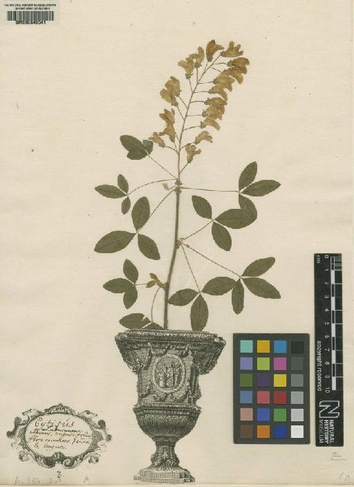 Cytisus laburnum L. - BM000646541