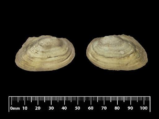 Unio scutulatus Morelet, 1849 - 1893.2.4.2016-2018 SYNTYPES Unio scutalatus Morelet, 1849