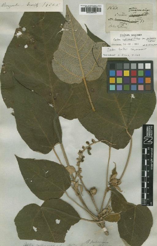 Croton huberi Steyerm. - BM000947379