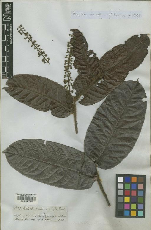 Hirtella guainiae Spruce ex Hook.f. - BM000602445