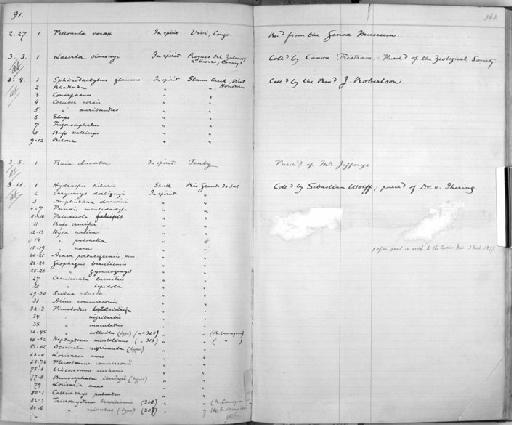 Arius commersonii - Zoology Accessions Register: Reptiles & Fishes: 1878 - 1892: page 363