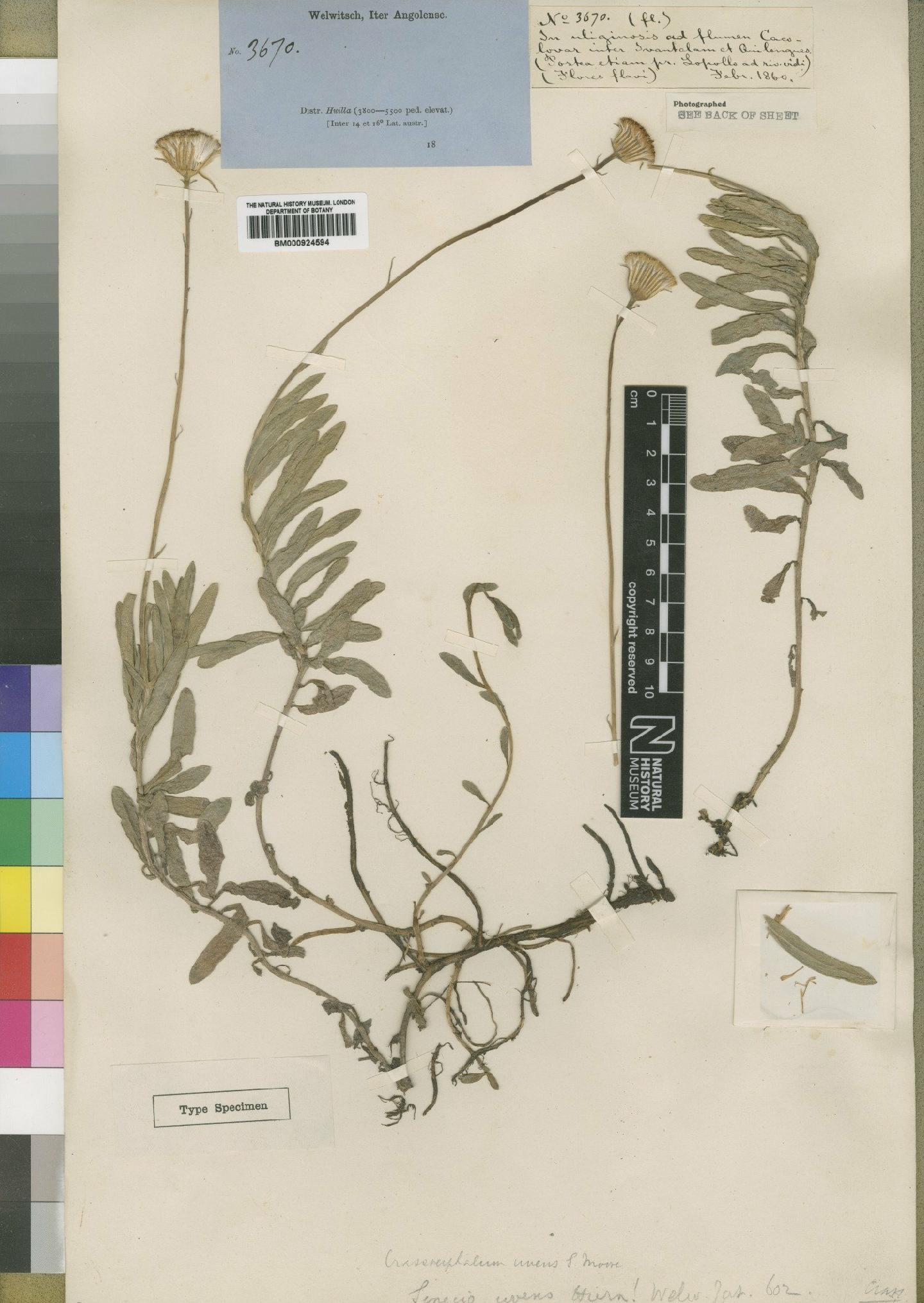 To NHMUK collection (Crassocephalum uvens Moore; Type; NHMUK:ecatalogue:4529605)