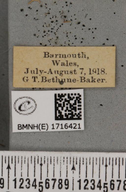 Scopula marginepunctata (Goeze, 1781) - BMNHE_1716421_label_269631