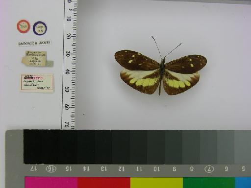 Dismorphia lua Hewitson, 1869 - BMNH(E)#1000688 Dismorphia lua LT Male (1)