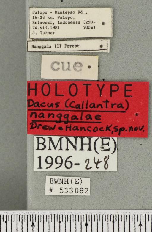 Dacus (Mellesis) nanggalae Drew & Hancock, 1998 - BMNHE_533082_label_40011