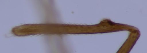 Meroplius (Meroplius) latispinifer Ozerov & Ozerov, 1999 - Meroplius_Meroplius_latispinifer-BMNHE1238988-paratype_male-hindtibia