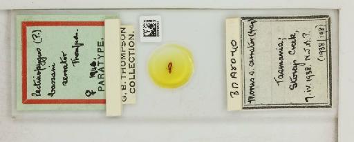 Pectinopygus bassani serrator Thompson, G.B., 1940 - 010683633_816440_1432188