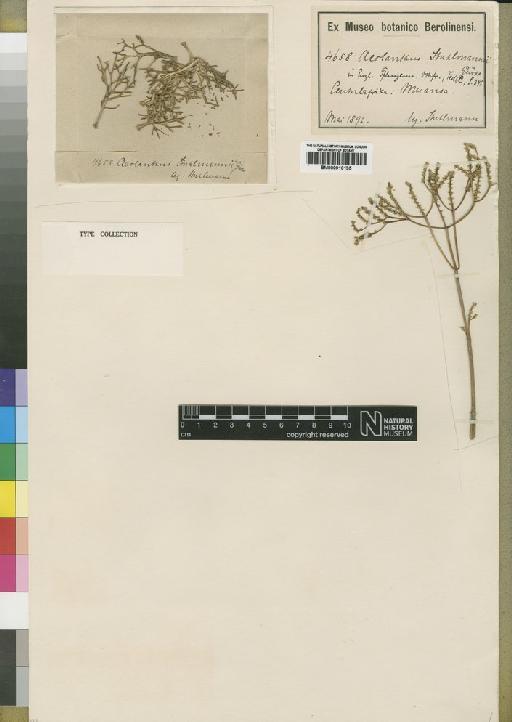 Aeollanthus stuhlmannii Gürke - BM000910135