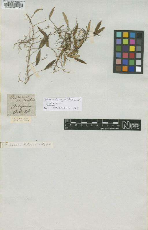Acianthera angustifolia (Lindl.) Luer - BM000082681
