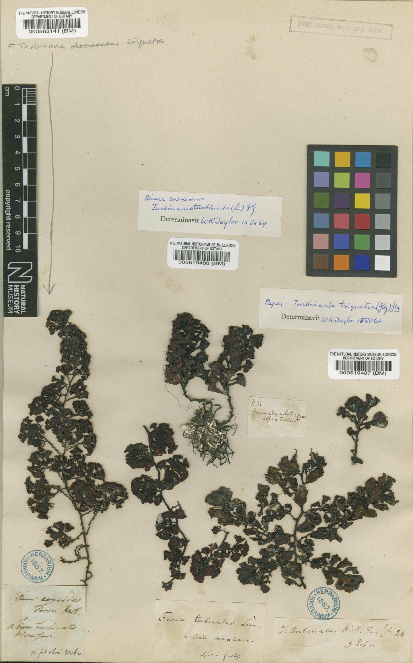 To NHMUK collection (Fucus turbinatus L.; TYPE; NHMUK:ecatalogue:4720916)