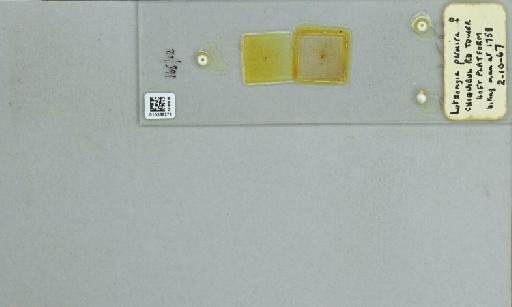 Lutzomyia (Dampfomyia) permira Fairchild & Hertig, 1956 - 015388271_119962_1329351_157687_NoStatus