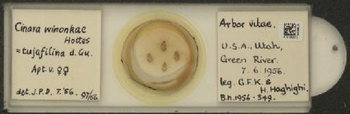 Cinara (Cupressobium) tujafilinus Del Guercio, 1909 - 010180072_112974_1093875