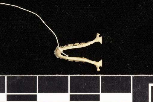 Rhinolophus affinis macrurus Andersen, 1905 - 1890_4_7_7-Rhinolophus_affinis_macrurus-Holotype-Skull-mandibles-ventral