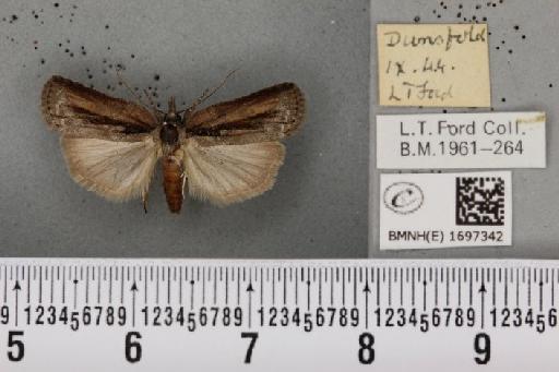 Nycteola revayana ab. atrata Sheldon, 1919 - BMNHE_1697342_294236