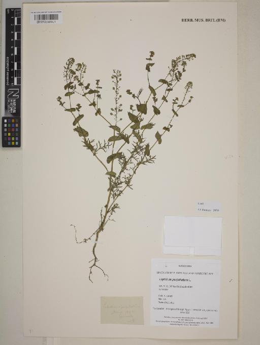 Lepidium perfoliatum L. - BM013858991