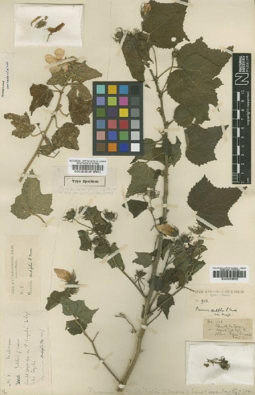 Pavonia opulifolia Moore - BM000583548