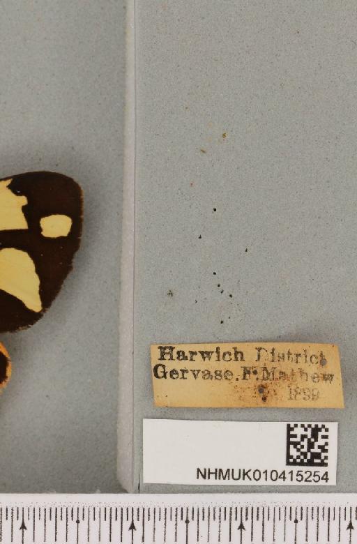 Arctia villica britannica Oberthür, 1911 - NHMUK_010415254_label_520218