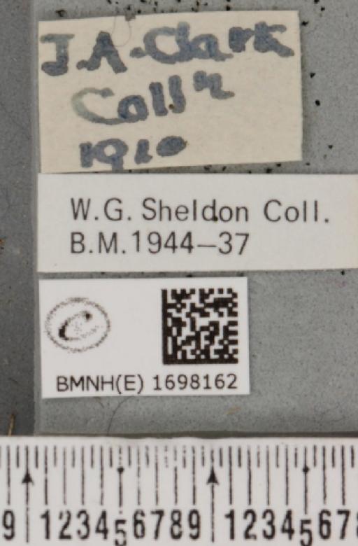 Nycteola revayana ab. depicta Sheldon, 1919 - BMNHE_1698162_label_295090