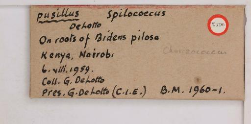 Chorizococcus pusillus De Lotto, 1961 - 010715011_additional