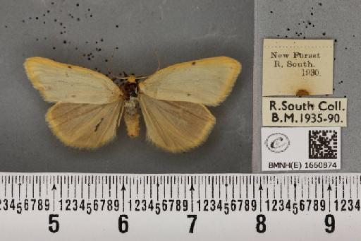 Cybosia mesomella (Linnaeus, 1758) - BMNHE_1660874_284557