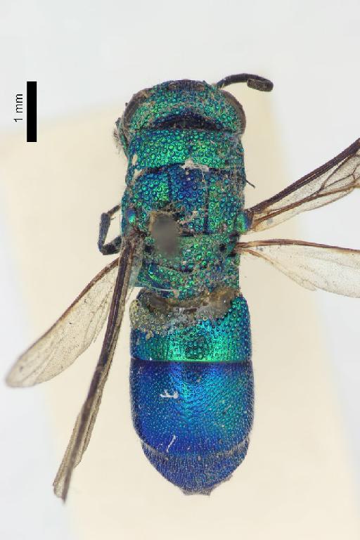 Chrysis hewittii Cameron, P., 1908 - Heptachrysis_hewittii-BMNH(E)#970880_type-dorsal-1_6X