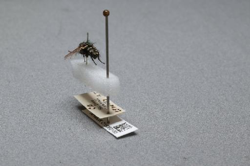 Sarcophaga (Myorhina) nigriventris Meigen, 1826 - 015092183_additional_2