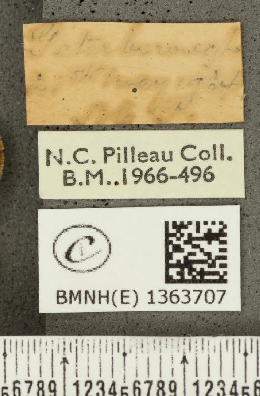 Carterocephalus palaemon (Pallas, 1771) - BMNHE_1363707_label_175873