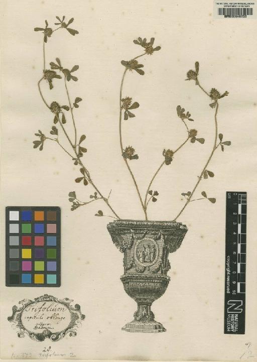 Trifolium scabrum L. - BM000646733