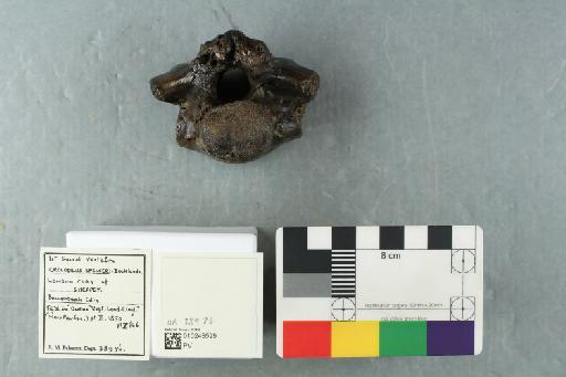 Kentisuchus spenceri Buckland, 1836 - 010248599_L010230947