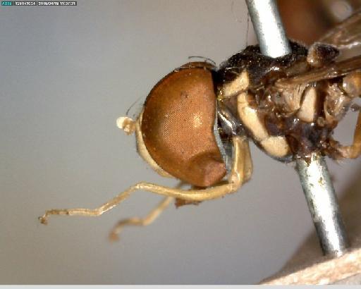 Allobaccha triangulifera (Austen, 1893) - Allobaccha triangulifera LT head