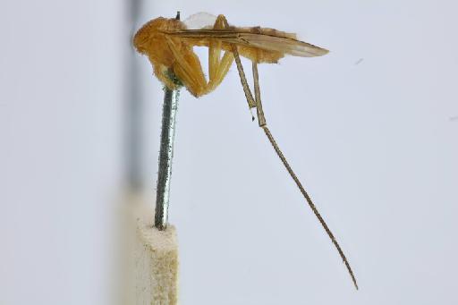 Lapyruta fasciventris (Williston, 1896) - NHMUK014064173_ST_Platyura_fasciventris_ whole body lateral