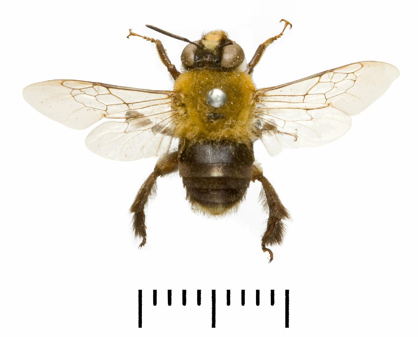 Centris terminata